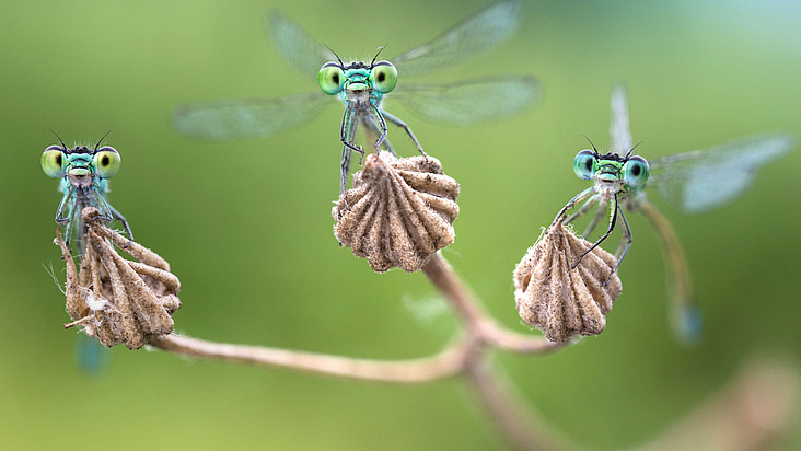 Facettenreiche Insekten