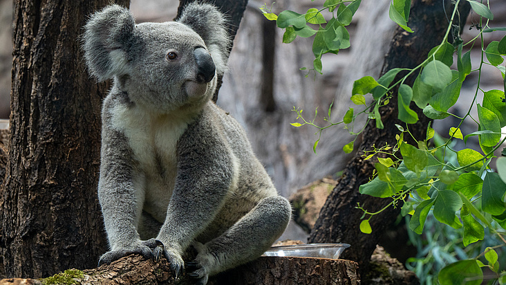 Down Under